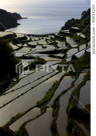 Rice terrace of Hamanoura Rice terrace of Hamanoura 40634205