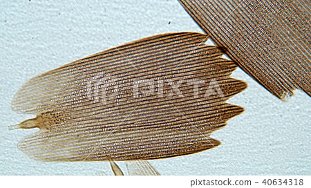 Butterfly powder microscope picture 40634318