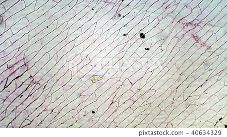 洋蔥的表皮顯微照片 40634329