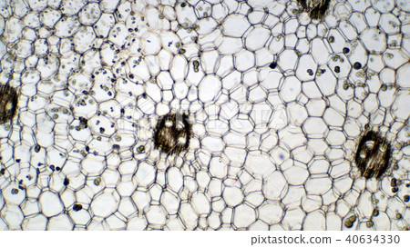玉米秸稈的橫截面顯微照片 玉米秸稈的橫截面顯微照片 40634330