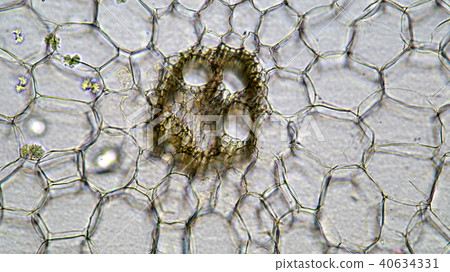 玉米秸稈的橫截面顯微照片 40634331