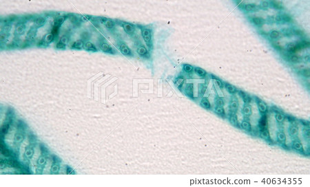 Aomidoro的顯微照片 Aomidoro的顯微照片 40634355