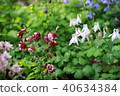 花 40634384