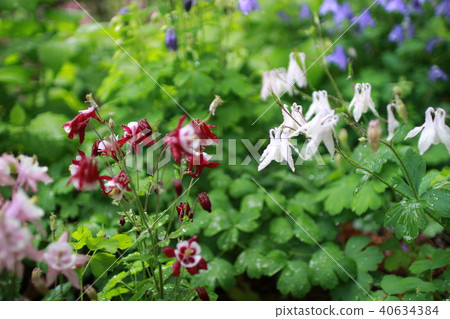 花 花 40634384