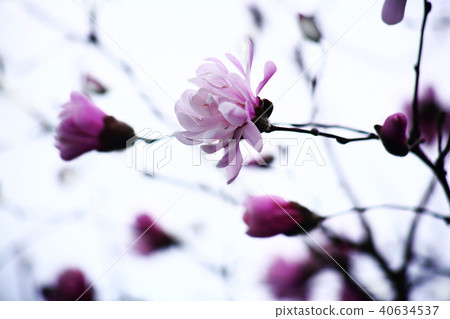 Shidekobushi粉紅色的花 Shidekobushi粉紅色的花 40634537