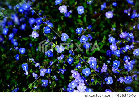 Veronica藍色花 Veronica藍色花 40634540