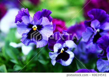 三色堇紫色的花 三色堇紫色的花 40634541