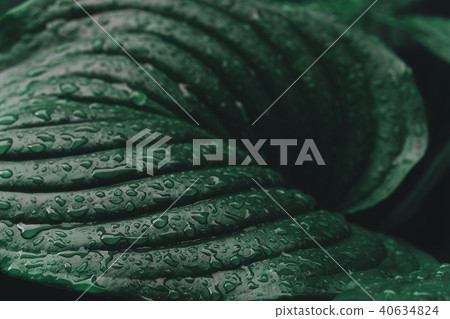 Large leaves of Spathiphyllum after the rain Large leaves of Spathiphyllum after the rain 40634824