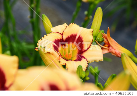 台灣蓮lotus金針花卡亞草蓮lotus3號蔜蜂蜜義人台灣黃花菜勿忘我 40635105