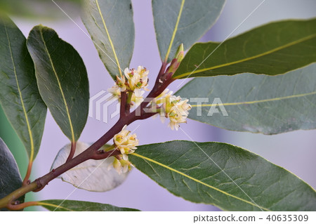 勞裡的花 勞裡的花 40635309