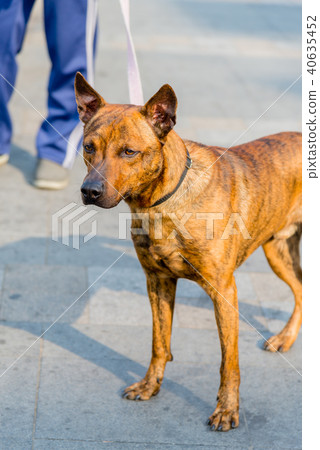 臺灣土狗 Formosan Dog 台灣犬 Taiwanese Terrier Canis 台湾犬 臺灣土狗 Formosan Dog 台灣犬 Taiwanese Terrier Canis 台湾犬 40635452