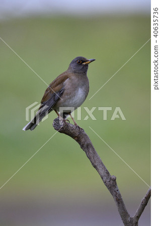 Shirohara（鹿兒島縣） 40635736