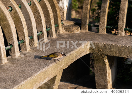棲息在公園長椅上的發光的夜蛾野鳥 40636224