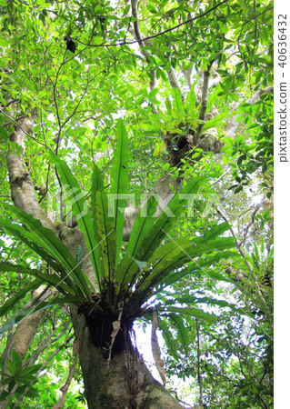 Otaniwatari 40636432