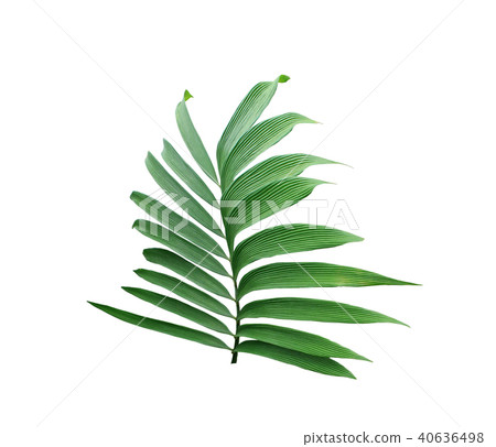 green leaf of palm tree isolated on white green leaf of palm tree isolated on white 40636498