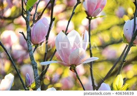 台灣淡水楓木湖玉蘭花玉蘭木蘭花 40636639