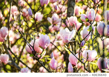 台灣淡水楓木湖玉蘭花玉蘭木蘭花 台灣淡水楓木湖玉蘭花玉蘭木蘭花 40636640