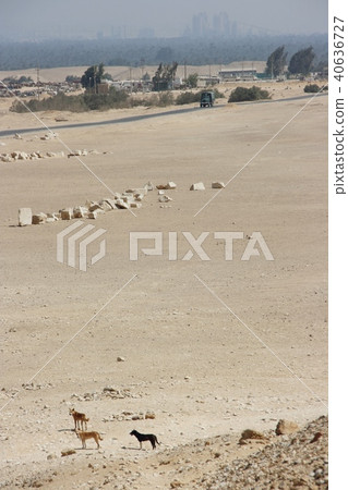 Egyptian wild dog herd 40636727