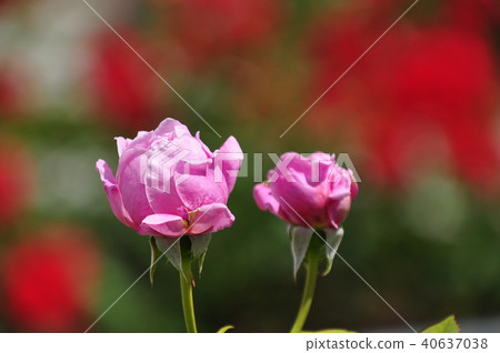 2018 Nakanoshima rose garden 40637038