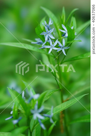 Choujisou Choujisou 40637066