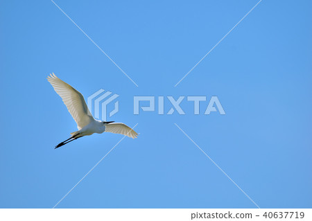 Flapping shark 40637719