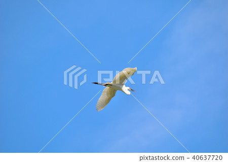 Flapping shark 40637720