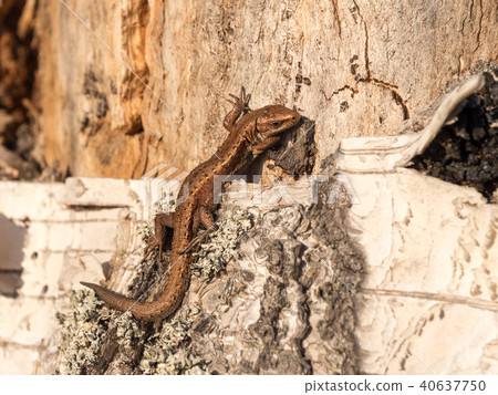Viviparous lizard on rotten birch trunk Viviparous lizard on rotten birch trunk 40637750