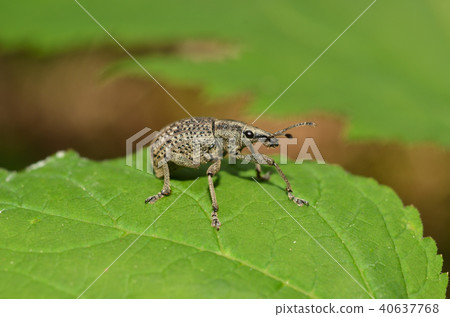 Hanaurus weevil, Sapporo City Hanaurus weevil, Sapporo City 40637768