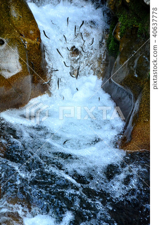 Going upstream of the waterfall Nori 40637778