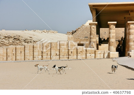 Herd of wild dogs in the desert 40637798