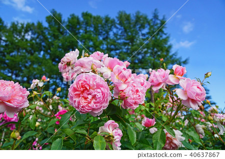 Warm pink is a beautiful rose 40637867