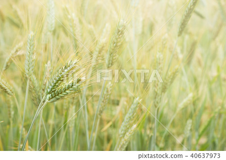 green barley field 40637973