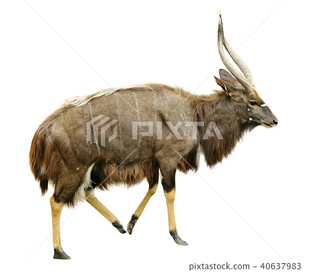Waterbuck is on white background 40637983