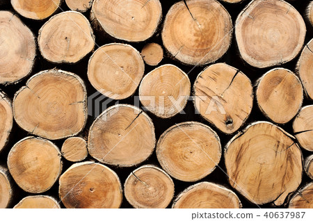 round teak wood stump background 40637987