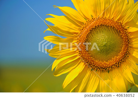 close-up of a beautiful sunflower in a field close-up of a beautiful sunflower in a field 40638052