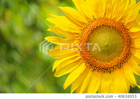 close-up of a beautiful sunflower close-up of a beautiful sunflower 40638053