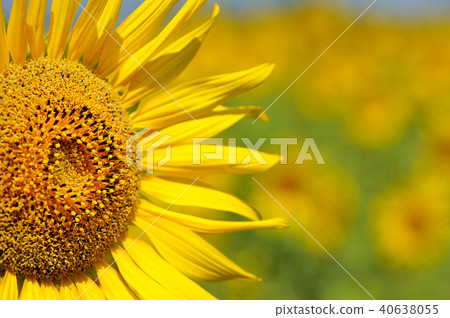 close-up of a beautiful sunflower in a field close-up of a beautiful sunflower in a field 40638055