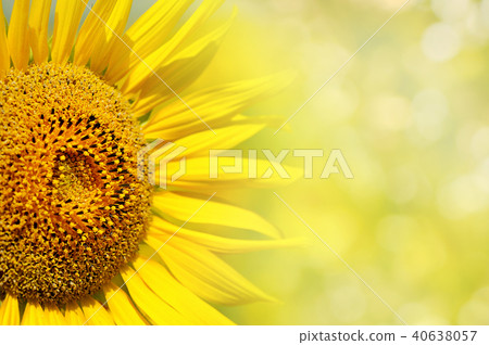 Sunflower Background with space for text Sunflower Background with space for text 40638057