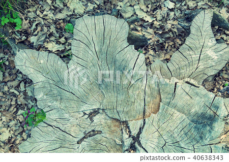 stump of oak stump of oak 40638343
