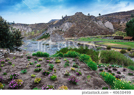 flowers and mountain river flowers and mountain river 40638499