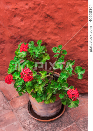 geranium on background of orange wall geranium on background of orange wall 40638504