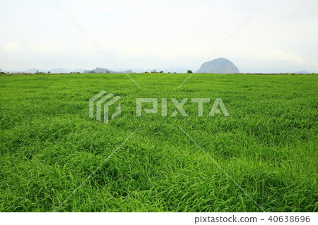 At the time of rape flower picking, 40638696