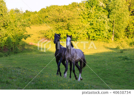 Two horses on the green meadow in evening Two horses on the green meadow in evening 40638734