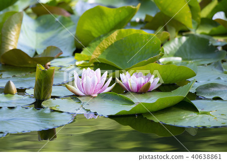 開花在桃紅色的兩朵蓮花 開花在桃紅色的兩朵蓮花 40638861