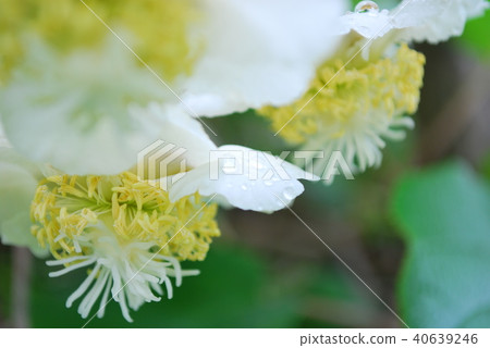獼猴桃花 獼猴桃花 40639246