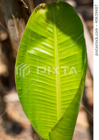 Green banana leaves. A young leaf of banana 40639487