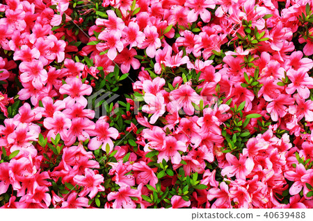 Plane frontal photograph of azalea bloomed in full bloom Plane frontal photograph of azalea bloomed in full bloom 40639488