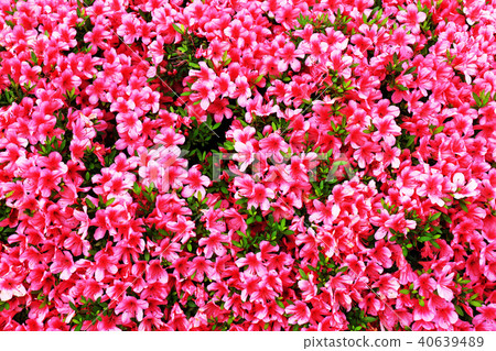 Plane frontal photograph of azalea bloomed in full bloom Plane frontal photograph of azalea bloomed in full bloom 40639489