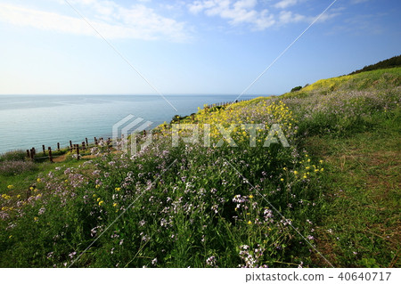 Hamdeok海灘的春天 40640717