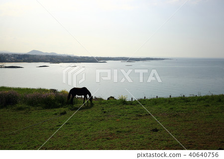 Spring of Hamdeok Beach Spring of Hamdeok Beach 40640756